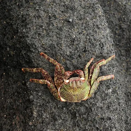 Casa Tortuga Guest house Santa Cruz de Tenerife