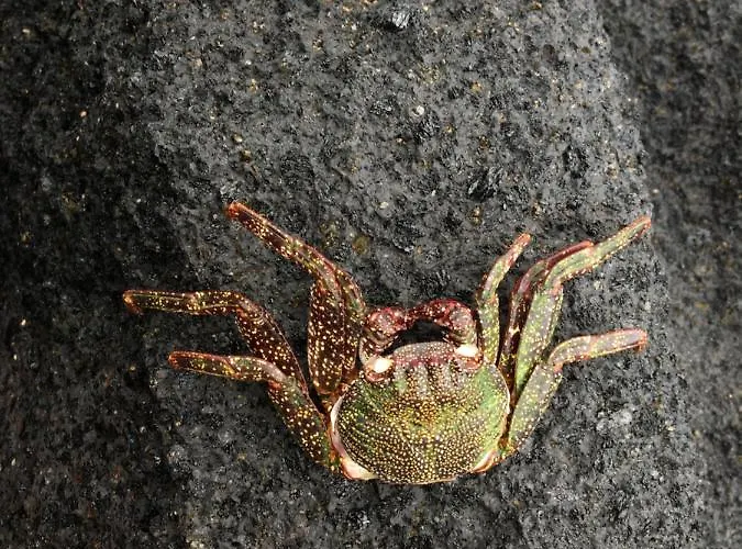 Casa Tortuga Gæstehus Santa Cruz de Tenerife