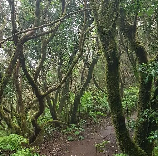 Casa Tortuga Gæstehus Santa Cruz de Tenerife