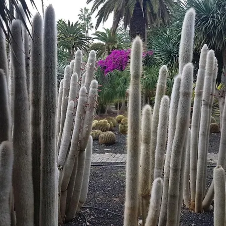 Penzion Casa Tortuga Santa Cruz de Tenerife